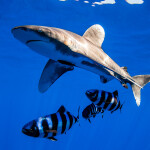 An oceanic whitetip shark