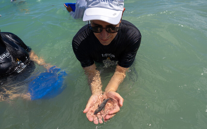 Santomar's totoaba recovery program has released 270,000 juvenile fish into their native habitat over the last decade
