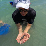 Santomar's totoaba recovery program has released 270,000 juvenile fish into their native habitat over the last decade
