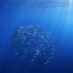 Sardines