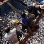 A group of fishers processing their catch in India
