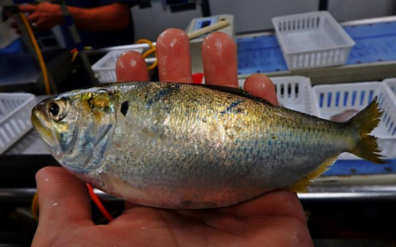A Gulf menhaden being held by a researcher