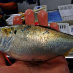 A Gulf menhaden being held by a researcher