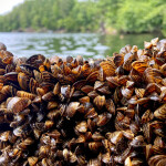 Zebra mussels