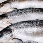 Whole Atlantic salmon sitting on ice
