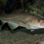 A cod