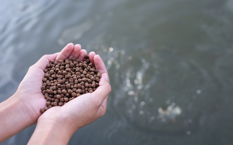 Hands holding fish feed above a net pen