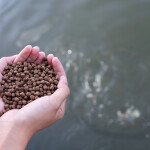Hands holding fish feed above a net pen