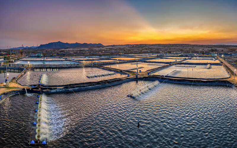 A Vietnamese shrimp farm