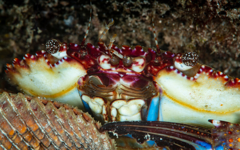 Red swimming crab