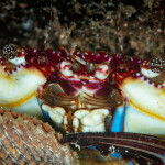 Red swimming crab