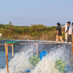 An Indonesian shrimp farm