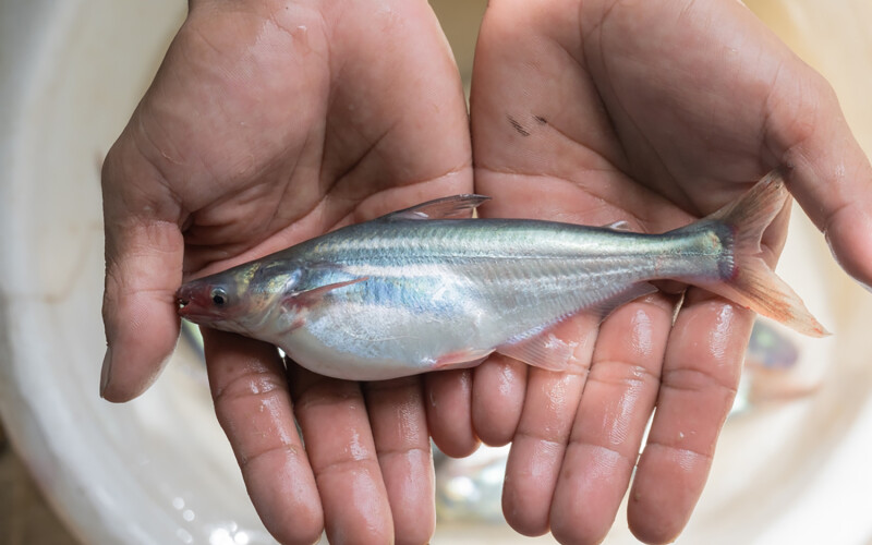 A juvenile pangasius at a farm in Vietnam