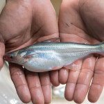 A juvenile pangasius at a farm in Vietnam