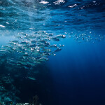 Tuna swimming in a school