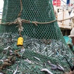 Fishers hauling in hake in South Africa