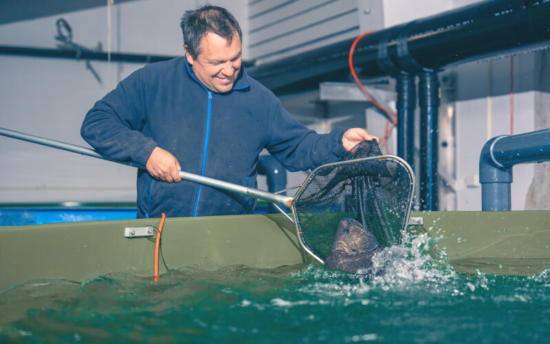 A fish farmer tending to a wolffish in a land-based pen