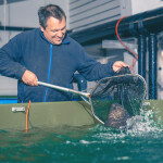 A fish farmer tending to a wolffish in a land-based pen