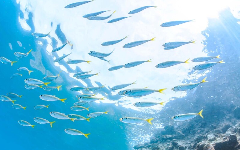 Horse mackerel swimming