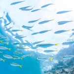 Horse mackerel swimming