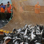 Russia Far East salmon catch