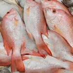 red snapper