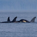 killer whales