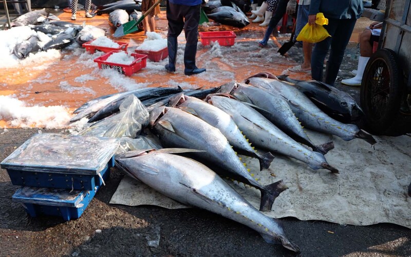 Fresh tuna at a dock in Quy Nhon, Vietnam