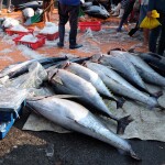 Fresh tuna at a dock in Quy Nhon, Vietnam