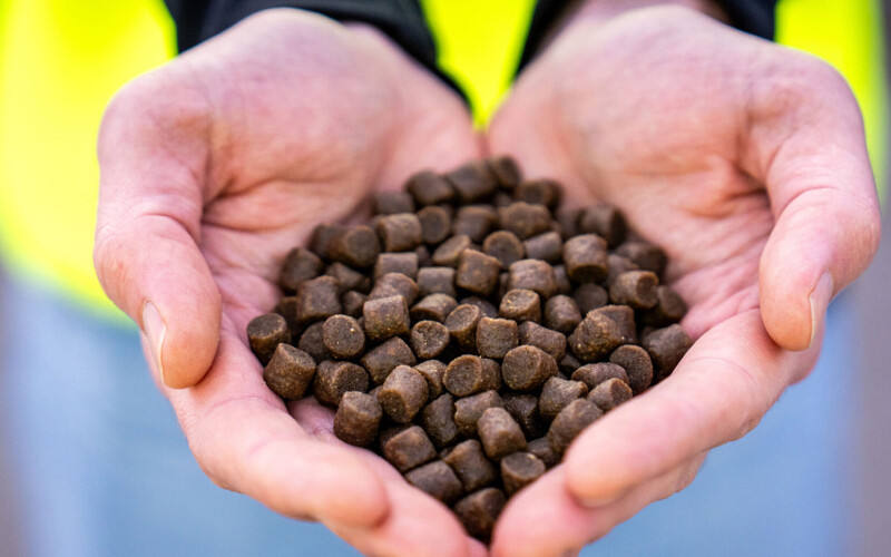 A person holding aquaculture feed in their hands