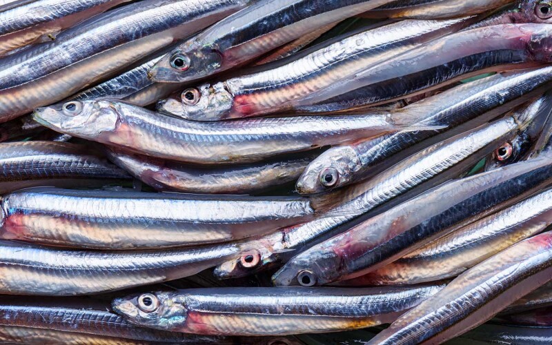 A pile of anchovies