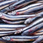 A pile of anchovies