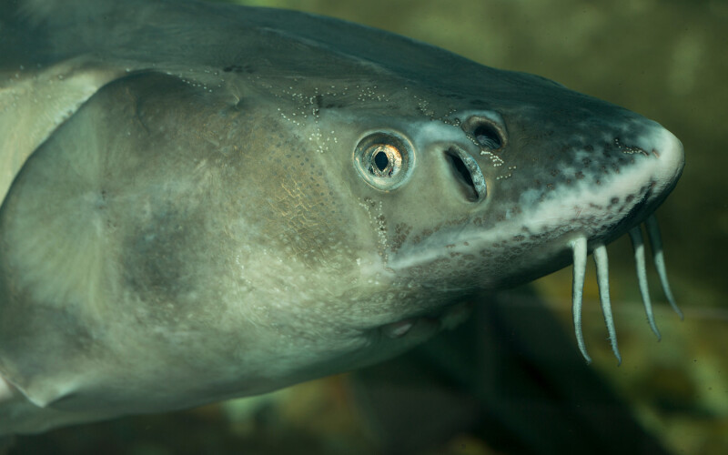 A Russian sturgeon