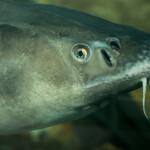 A Russian sturgeon