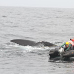 An entangled whale