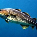 A cod swimming underwater