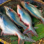 A basket filled with pangasius