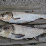 invasive carp
