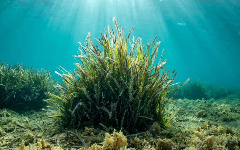 Posidonia oceanica, also known as Neptune grass or Mediterranean tapeweed, is incredibly effective at filtering water and producing oxygen