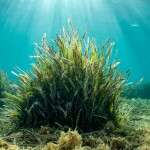 Posidonia oceanica, also known as Neptune grass or Mediterranean tapeweed, is incredibly effective at filtering water and producing oxygen