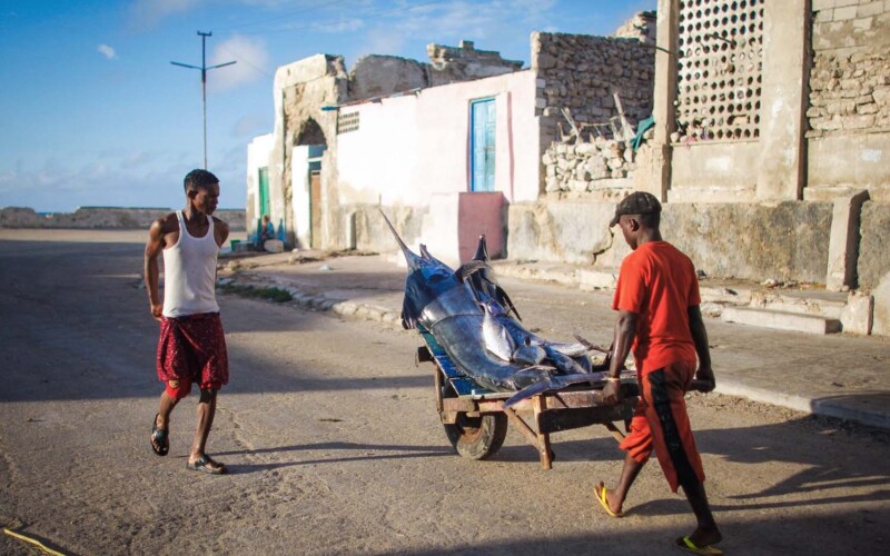 A Somalian man transporting fresh fish