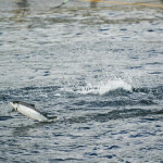 A salmon jumping in a Mowi net pen