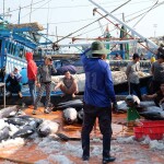 A Vietnamese tuna-fishing vessel
