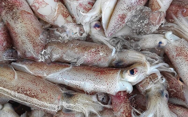 A pile of fresh squid