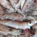 A pile of fresh squid