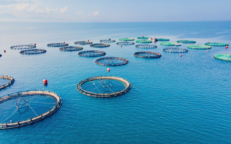 offshore finfish nets