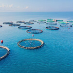 offshore finfish nets