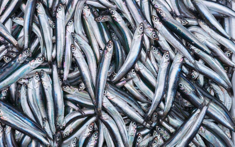 A pile of fresh sprat