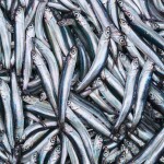 A pile of fresh sprat
