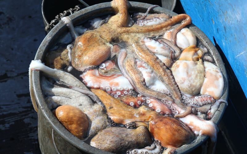 Clay pot full of oysters in Portugal